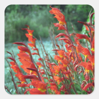 Mooie rode Oranje Gladiolus Flowers Vierkante Sticker