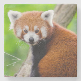 Mooie Rode Panda (Ailurus fulgens) Stenen Onderzetter