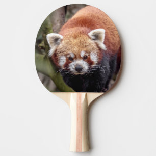Mooie rode panda op een tak tafeltennisbatje