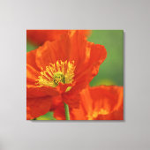 Mooie rode papavery canvas afdruk (Voorkant)