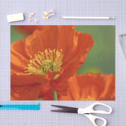 Mooie rode papavery tissuepapier (Craft)