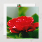 Mooie rode roos ochtend dauw druppels feestdagenkaart (Voorkant / Achterkant)