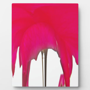 Mooie Rode roos onder de witte hemel Fotoplaat