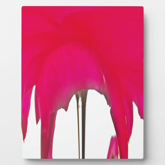 Mooie Rode roos onder de witte hemel Fotoplaat (Voorkant)