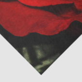 Mooie rode roze bloem foto tissuepapier (Detail)