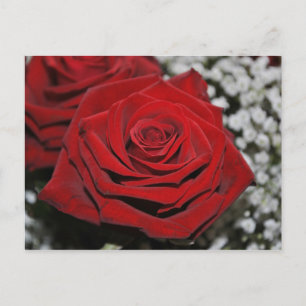 Mooie rode rozen briefkaart