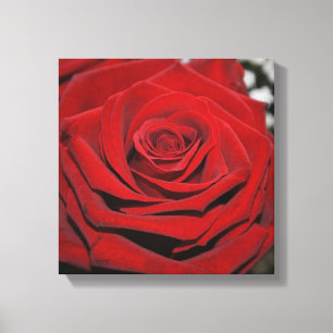 Mooie rode rozen canvas afdruk