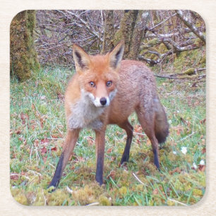 Mooie Rode Vos die Rechtdoor Kijkt Bos Dieren in h Vierkante Kartonnen Onderzetter
