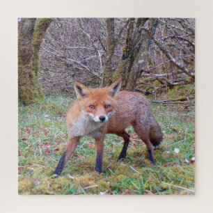 Mooie Rode Vos Winter Natuurfotografie Bos Legpuzzel