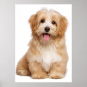 Mooie roodbaarse havanese puppy zittend poster (Voorkant)