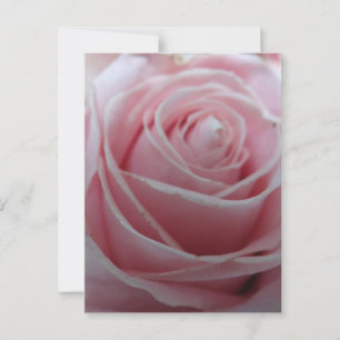 Mooie Roos Bloem Briefkaart