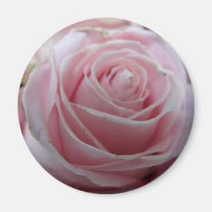Mooie roos bloem magneet