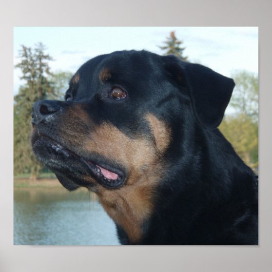 Mooie rottweiler poster (Voorkant)