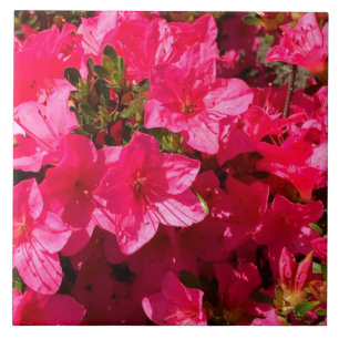 Mooie roze Azalea Bloemen Tegels Tegeltje