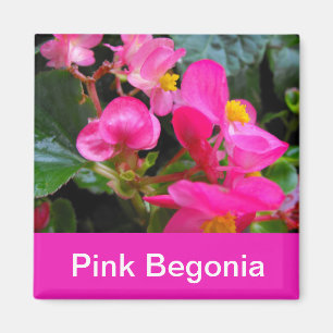 mooie roze begonia bloemen magneet
