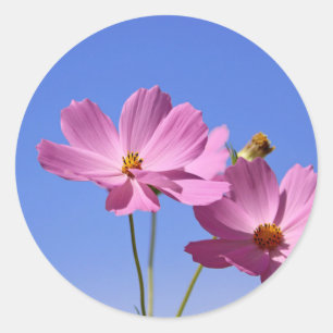 mooie roze bloemen die een heldere blauwe hemel om ronde sticker