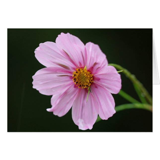 Mooie Roze Cosmos Wildflower (Voorkant Horizontaal)