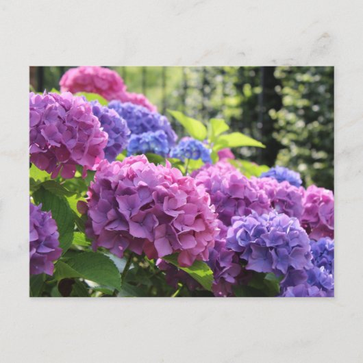 Mooie Roze en Blauwe Hydrangea Flowers Briefkaart (Voorkant)
