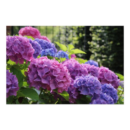 Mooie Roze en Blauwe Hydrangea Flowers Perfect Poster (Voorkant)