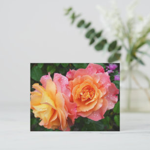 Mooie roze en oranje roos foto briefkaart