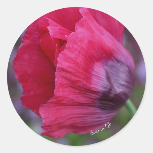 Mooie roze en paarse klaproos bloem ronde sticker (Voorkant)