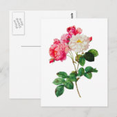 Mooie roze en witte rozen van Redoute Briefkaart (Voorkant / Achterkant)