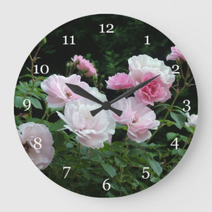 mooie roze en witte rozenstruiken. Bloemrijk, Grote Klok