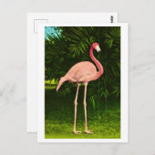 Mooie roze flamingo briefkaart (Voorkant / Achterkant)