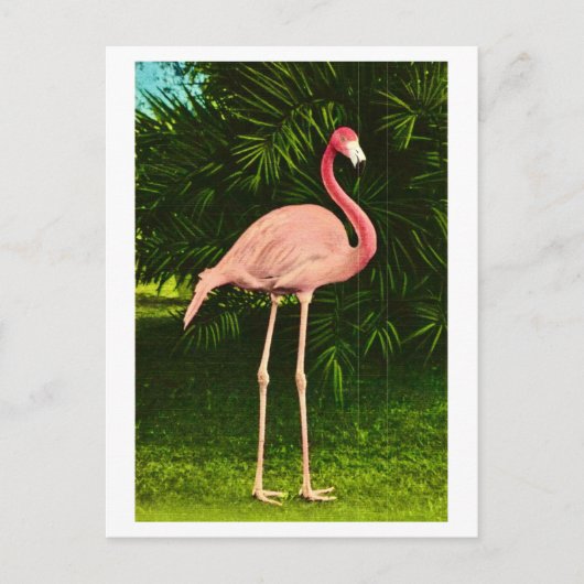 Mooie roze flamingo briefkaart (Voorkant)