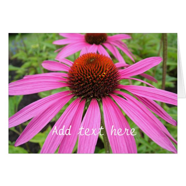 mooie roze paarse bloemen (Voorkant Horizontaal)