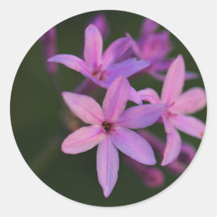 Mooie Roze Paarse Bloemen Sticker