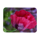 Mooie Roze & Paarse Klaproos Bloem Magneet (Horizontaal)