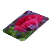 Mooie Roze & Paarse Klaproos Bloem Magneet (Linkerzijde)