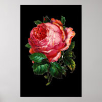 MOOIE ROZE ROOS
