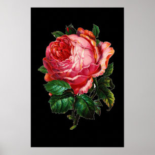 MOOIE ROZE ROOS POSTER