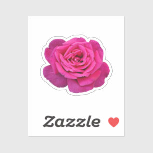 Mooie roze roze roos sticker