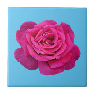Mooie roze roze roos tegeltje