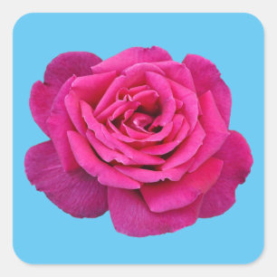 Mooie roze roze roos vierkante sticker