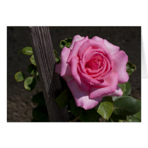 Mooie Roze Roze Roze