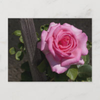 Mooie Roze Roze Roze