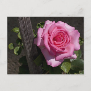 Mooie Roze Roze Roze Briefkaart