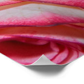 Mooie roze rozen poster (Hoek)