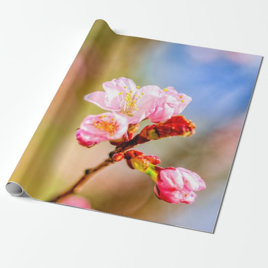 Mooie roze Sakura-bloemen op zonnige dag Cadeaupapier (Uitgerold)