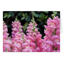 Mooie roze Snapdragons Floral foto