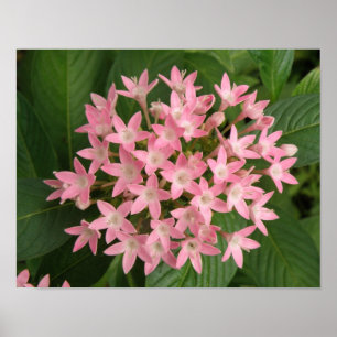 Mooie Roze Tropische Bloemenprint Poster
