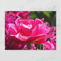 Mooie Roze Tulp Close-up Doe-het-zelf-ansichtkaart
