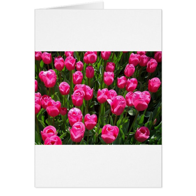 MOOIE ROZE TULPEN (Voorkant)
