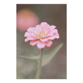 Mooie roze Zinnia Bloem Bloemen Perfect Poster