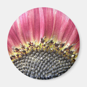 Mooie roze zonnebloem Magnet Magneet