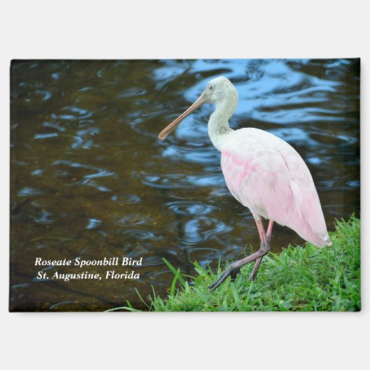 Mooie Rozeate Spoonbill Magneet (Voorkant)